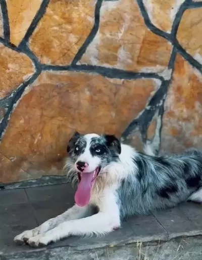 Profesyonel Üretim Çiftliğinden Border Collie Kapıda Öde