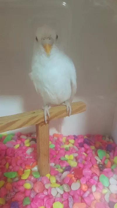 Albino Kirmizi Göz Dişi Muhabbet Kuşumuz