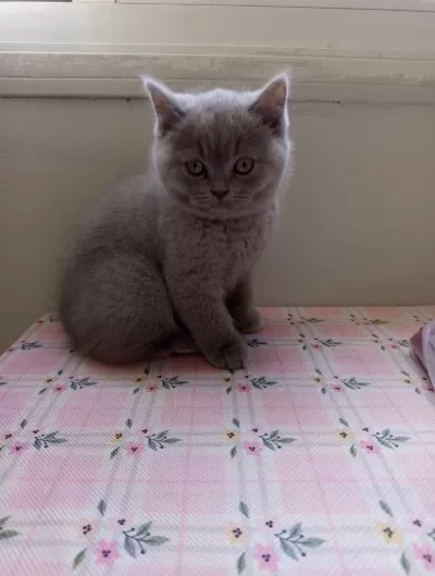 Orjinal İrk Top Kafa British Shorthair