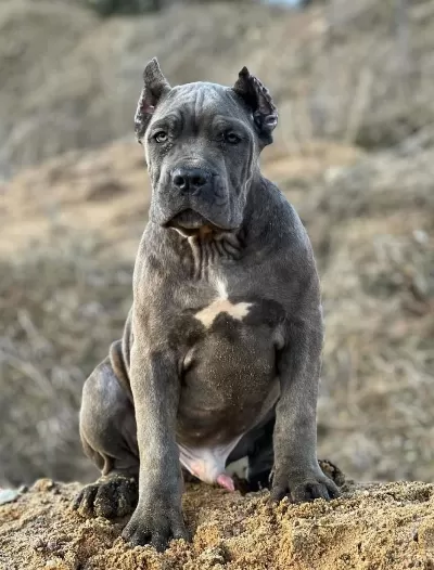 Profesyonel Üretim Çiftliğinden Cane Corso Kapıda Ödeme