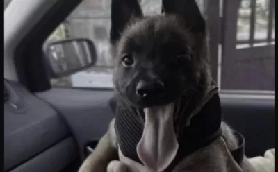 Belçika Kurdu Köpeği