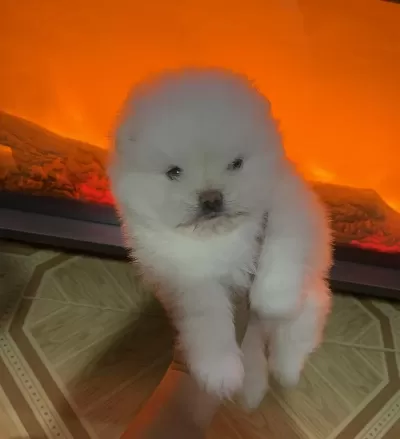 Teddy Bear Kar Beyaz Teacup Pomeranian Boo Erkek