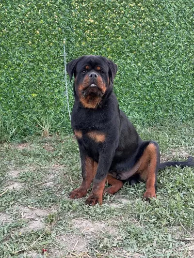A Şecereli Üst Düzey Kaliteli Genç Rottweiler