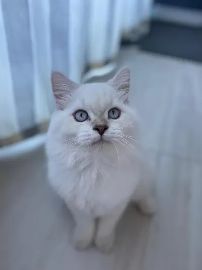 5 Aylık Dişi British Longhair