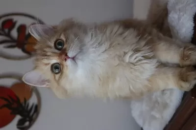 British Longhair Erkek Kedimiz