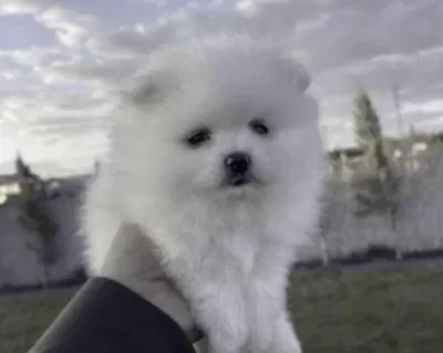 Pomeranian Boo Beyaz Köpeğimiz