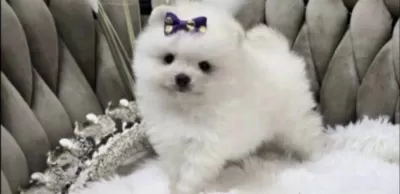 Pomeranian Boo Beyaz