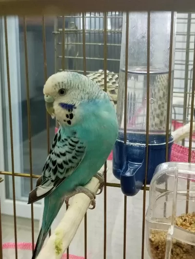 Çok Güzel Çift Acil Satılık Muhabbet Kuşu