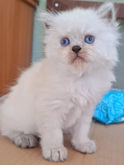 British Blue Point Dişi Yavru