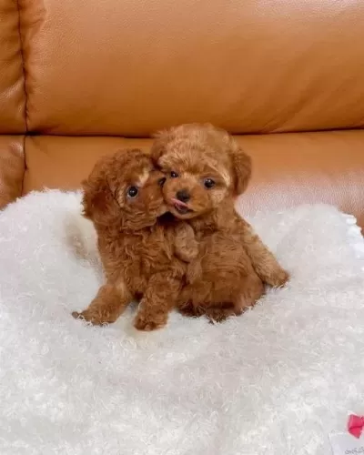 Sağlıklı Toy Poodle Bebekler