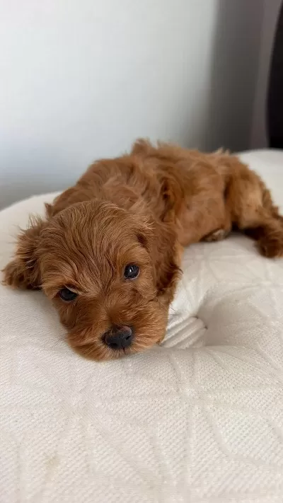 45 Günlük Erkek Toy Poodle Çanakkale Merkez