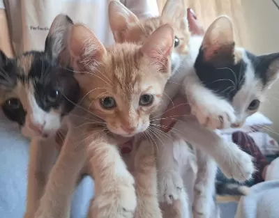 Minik Kedilere Ömürlük Yuva Arıyoruz