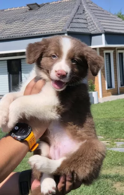 Birinci Sınıf Safkan Border Collie Yavruları