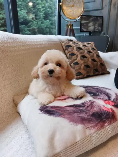 Akıllı Ve Tüy Dökmeyen Karakteriyle Maltipoo Yavrusu