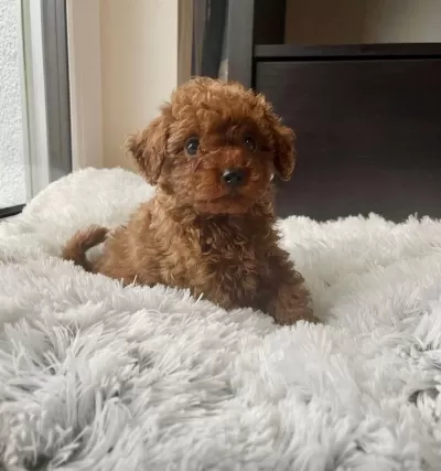 Sağlıklı Toy Poodle Yavru