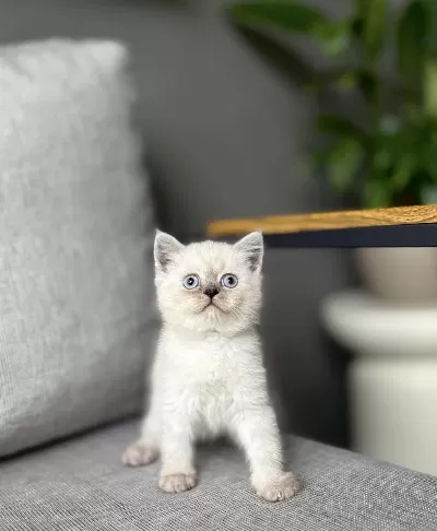 British Shorthair Blue Point Yavrularim
