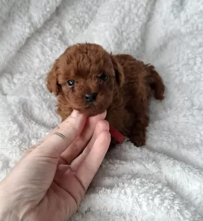Toy Poodle Yavrular Mikroçiplii Pasaportlu
