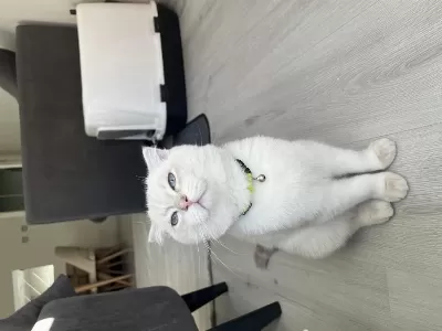 7 Aylık Blue Point Scottish Fold Yeni Yuvasını Arıyor