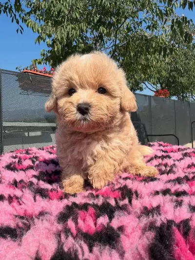 F2 Maltipoo Yavrulari