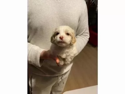Maltipoo Yavrularımız Uygundur