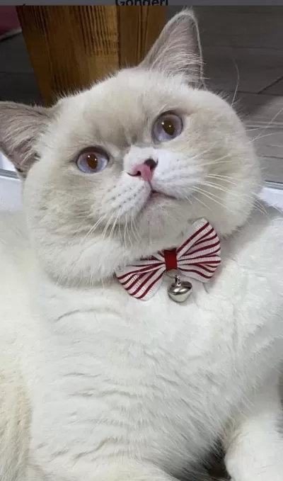 Yakışıklı British Shorthair Oğlumuz