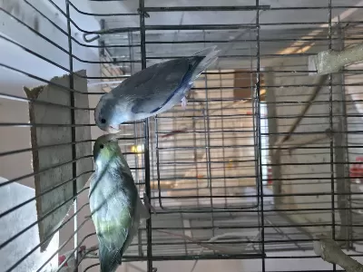Pied Forpus Çeşitleri