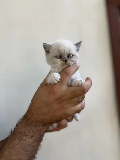 İrk Ve Sağlık Garanti Belgeli British Shorthair Yavruları