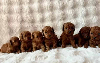 Özel Toy Poodle Yavrular Güvenilir Çiftlikten