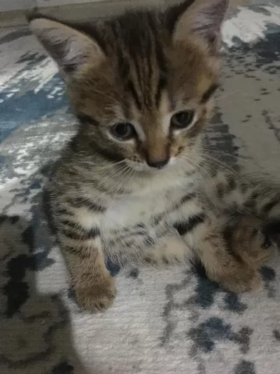 Kedilerimizi Sahiplendirme