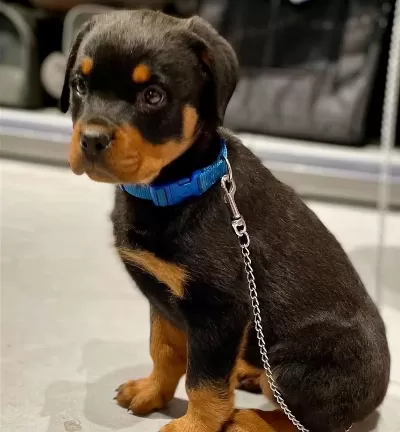 İyisi Değil En İyisi Rottweiler Kapıda Ödeme Mevcuttur