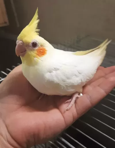 Yavru Sultanlar Albino