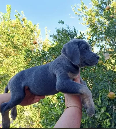 Cane Corso Yavrular İrk Sağlık Garantili