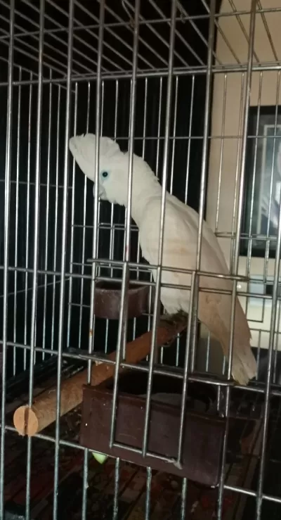 Harika Kakadu Papağanı