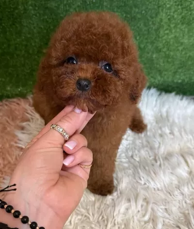 Aşili Karneli Toy Poodle Yavrularimiz