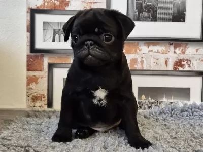 Sağlıklı Siyah Pug Safkan