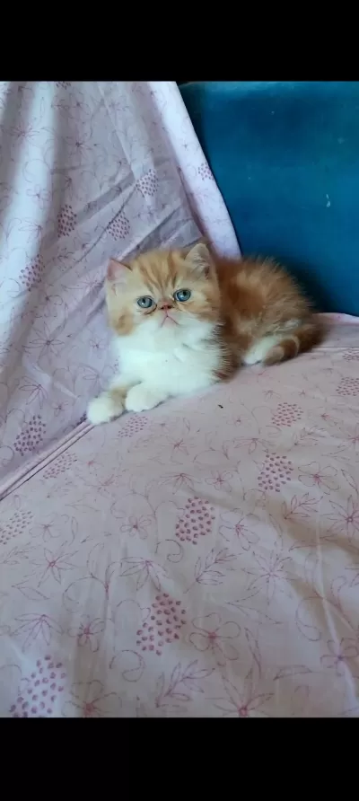 Saf Kan Bi Color Erkek Yavru 4 Aylık Kedimiz