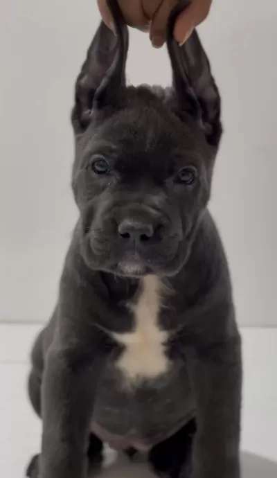 Harika Anatomi Cane Corso Yavrular