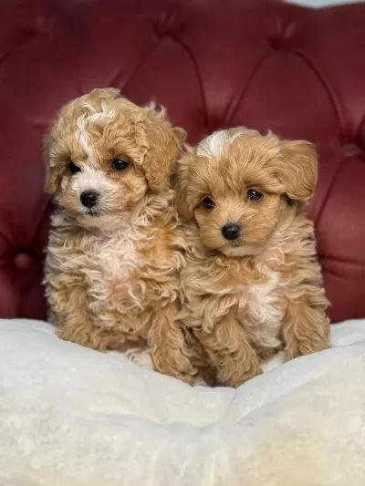 Ankarada Ziyarete Açık Maltipoo Yavrular