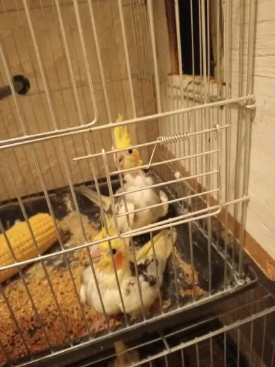 Sultan Papağanı Yavrusu Yeme Yeni Düştü