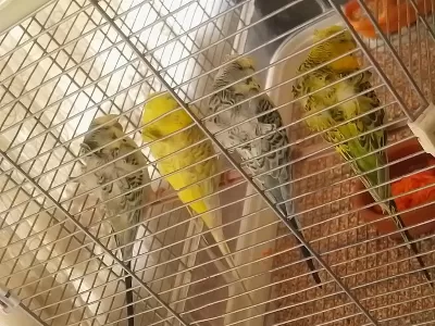 Üst Düzey Kan Hattı Sağlam Japones Muhabbet Kuşu Takım