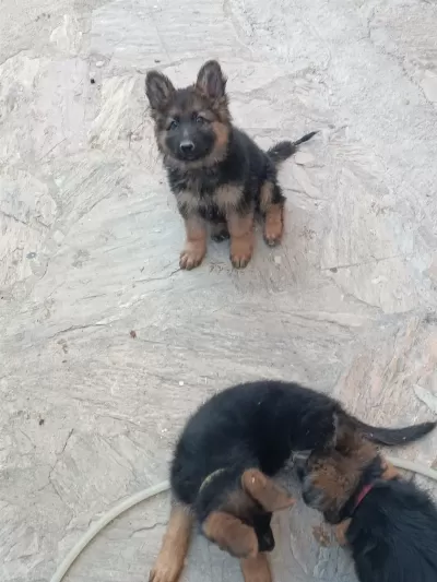 Alman Kurdu Yavrularım Sağlık Garantili