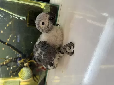 El Besleme Jako Papağani