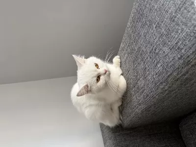 Ücretsiz Sahiplendirme Bembeyaz Kedimiz