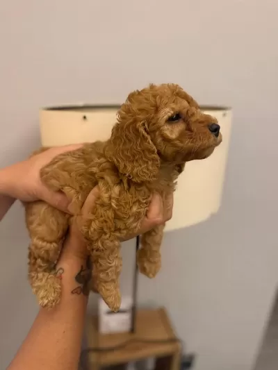 Toy Poodle Yavruları İrk Sağlık Garantili