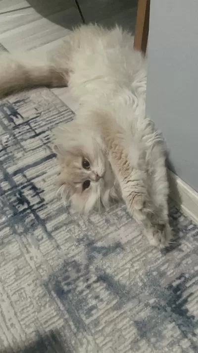 Erkek Kedimiz Kısır Değil Cy12