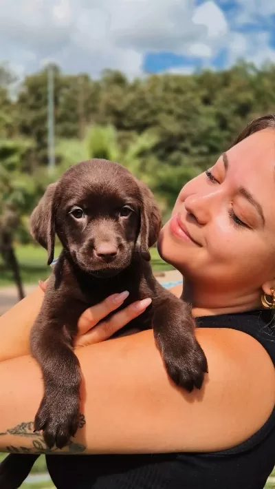 Mükemmel Cholate Labrador Yavruları