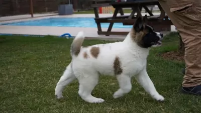 %100 Safkan Akita Yavruları Sağlık Ve İrk Garantili