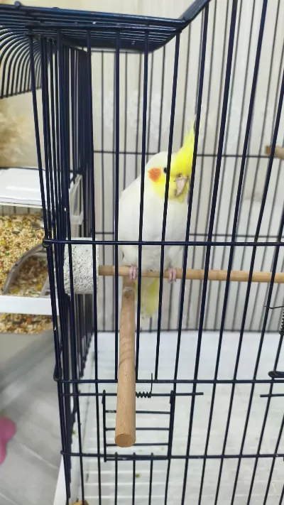 3 Aylık Sultan Papağanı Sağlıklı Lutino Tür