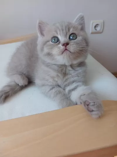 British Shorthair 2 Aylık Dişi
