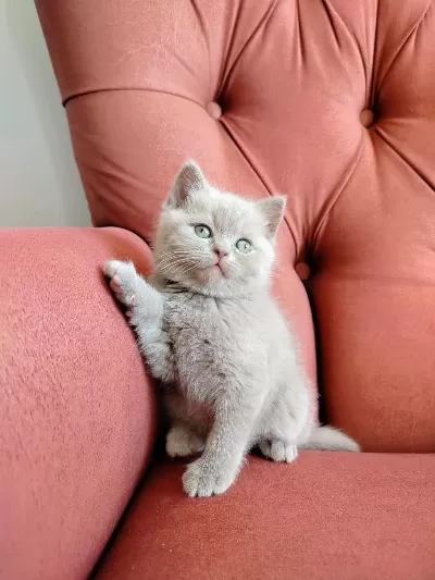 British Shorthair Yavruları